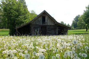 gray shed on white and green field near trees during daytime