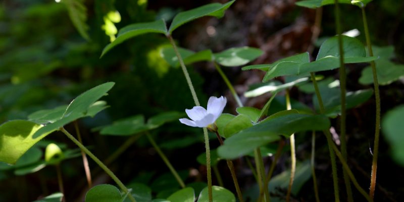 Four leaf clover - Real Estate newsletter provided by Blackstone Properties of CT