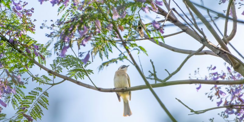 Blackstone Properties May Real Estate Newsletter