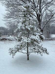 Snow Tree